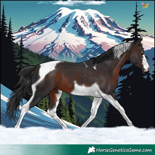 Horse Color:Brown Tobiano 