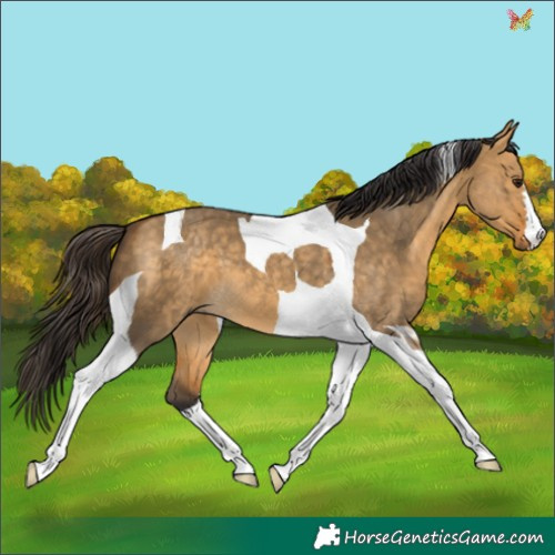 Horse Color:Buckskin Dun Tobiano