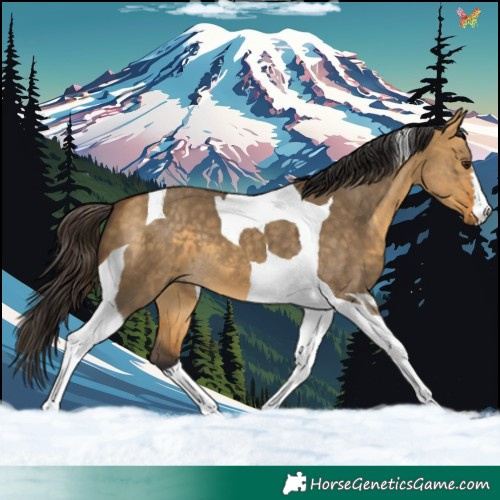 Horse Color:Buckskin Dun Tobiano 
