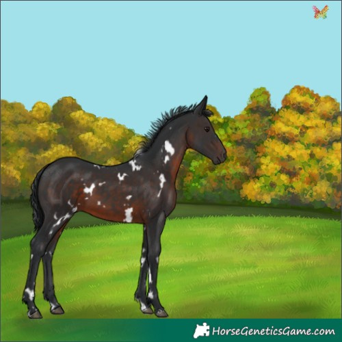 Horse Color:White Spotted Brown 