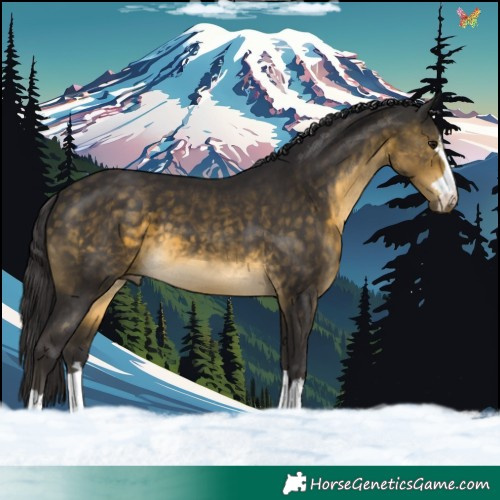 Horse Color:Buckskin 