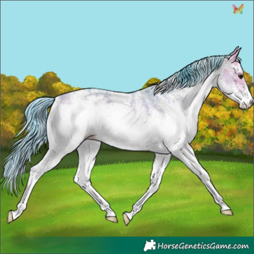 Horse Color:Watercolor White Spotted Bay Dun 