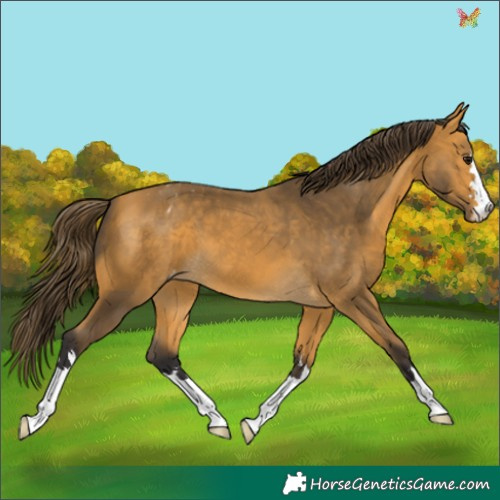 Horse Color:Buckskin Appaloosa