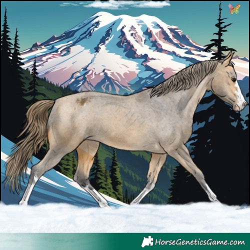 Horse Color:Buckskin Varnish 