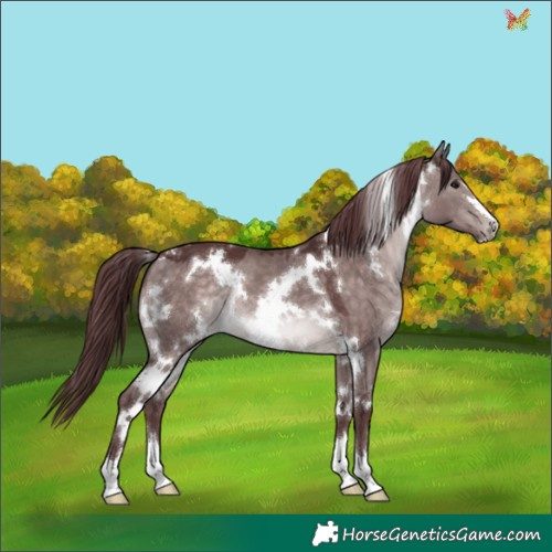 Horse Color:Platinum White Spotted Chocolate Brown Dun