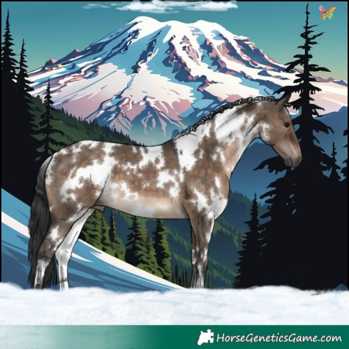 Horse Color:White Spotted Brown Dun 