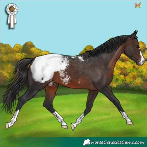 Horse Color:Brown Appaloosa