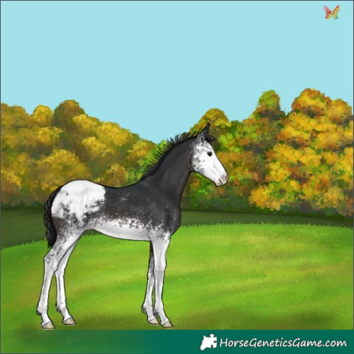 Horse Color:White Spotted Brown Appaloosa 