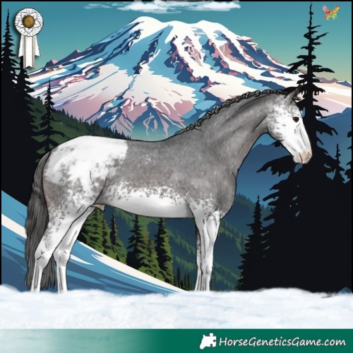 Horse Color:White Spotted Brown Appaloosa 