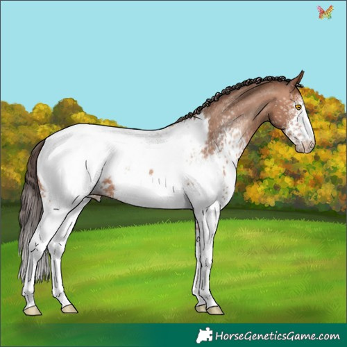 Horse Color:White Spotted Sable Champagne Appaloosa 