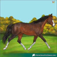 Horse Color:Brown 