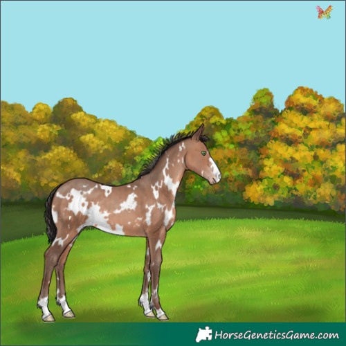 Horse Color:White Spotted Sable Champagne 