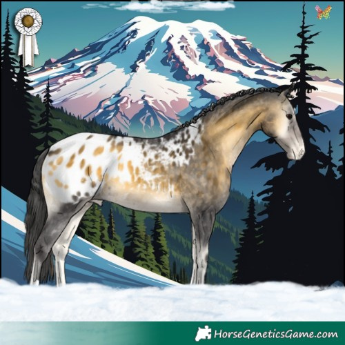 Horse Color:Buckskin Onyx Appaloosa 