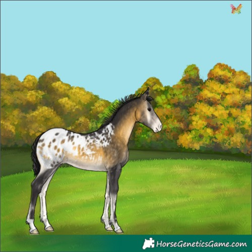 Horse Color:Buckskin Onyx Appaloosa 
