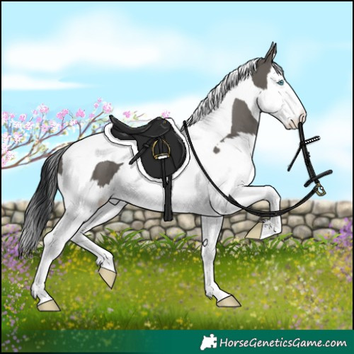 Horse Color:Grullo Splash Tobiano 