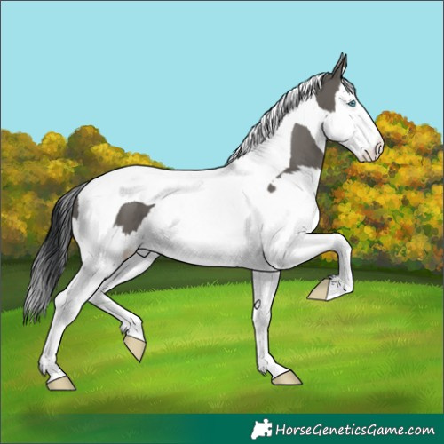 Horse Color:Grullo Splash Tobiano 