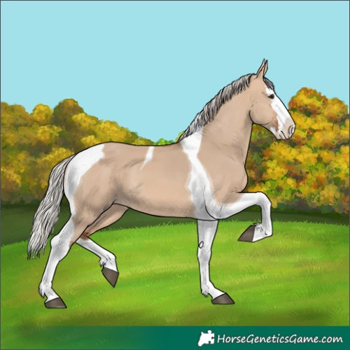Horse Color:Silver Brown Dun Splash Tobiano