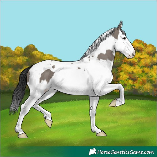 Horse Color:Grullo Splash Tobiano 