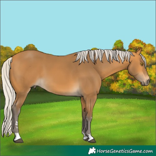 Horse Color:Silver Buckskin 