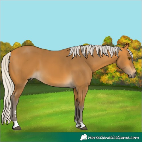 Horse Color:Silver Buckskin 