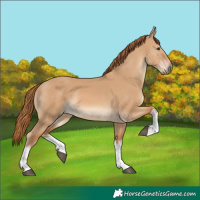 Horse Color:White Spotted Red Dun 