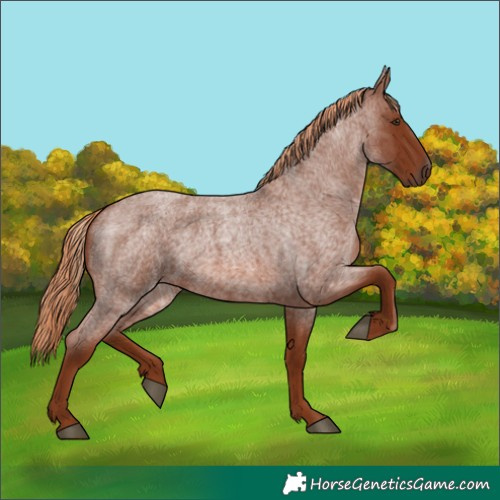 Horse Color:Red Roan 