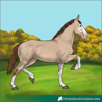 Horse Color:Red Dun Splash and Red Dun Splash