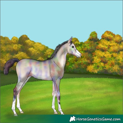 Horse Color:Nacre Brown Onyx Rabicano 