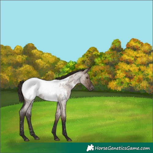 Horse Color:White Spotted Liver Red Dun Roan Snowcap Rabicano