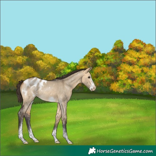 Horse Color:Buckskin Dun Sabino Frame Appaloosa Rabicano