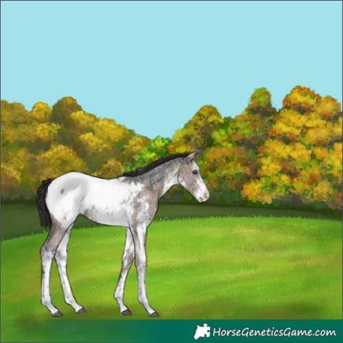 Horse Color:White Spotted Liver Red Dun Sabino Snowcap Brindle
