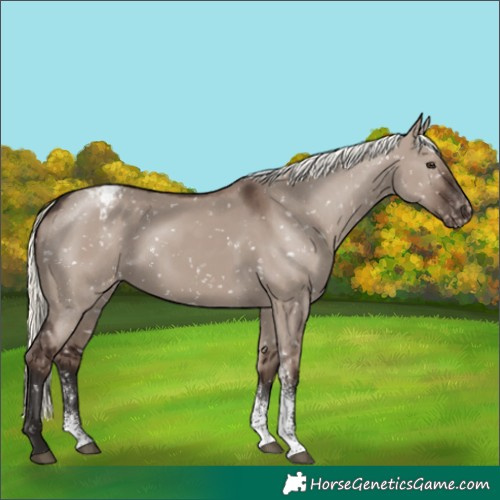 Horse Color:Liver Red Dun Mushroom Sabino Appaloosa Rabicano 