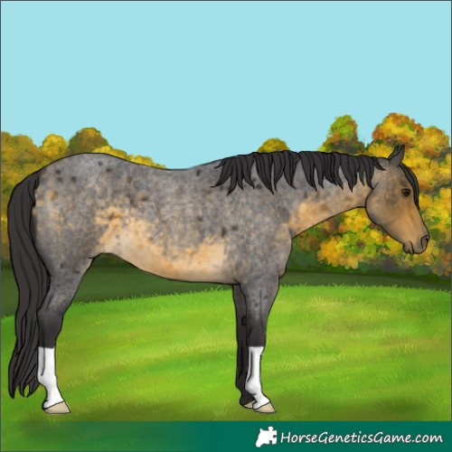 Horse Color:Buckskin Roan 