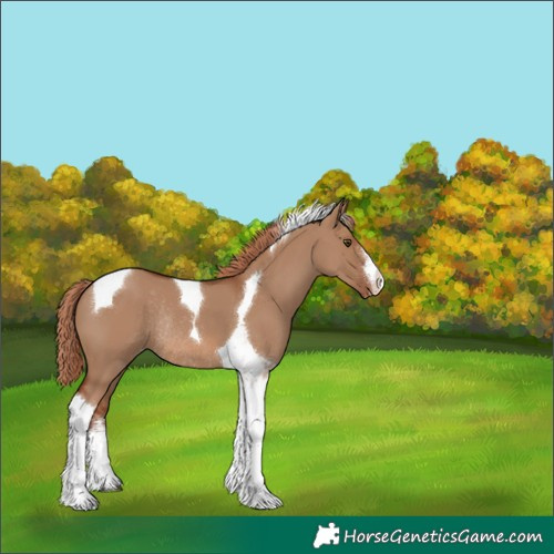 Horse Color:White Spotted Red Dun Tobiano Appaloosa Rabicano