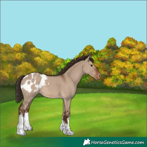 Horse Color:White Spotted Liver Red Dun Appaloosa 