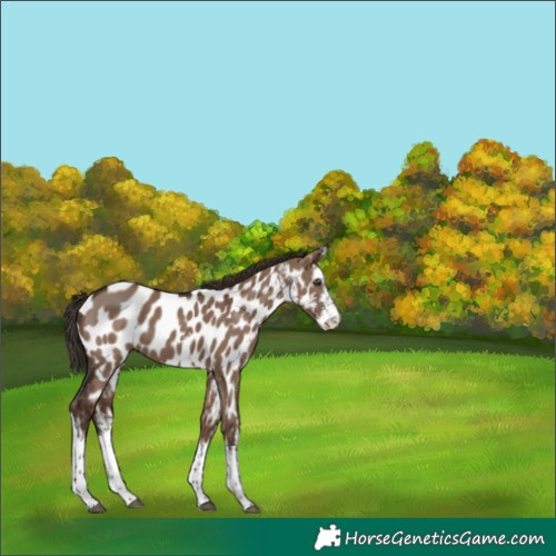 Horse Color:White Spotted Liver Red Dun Appaloosa Rabicano