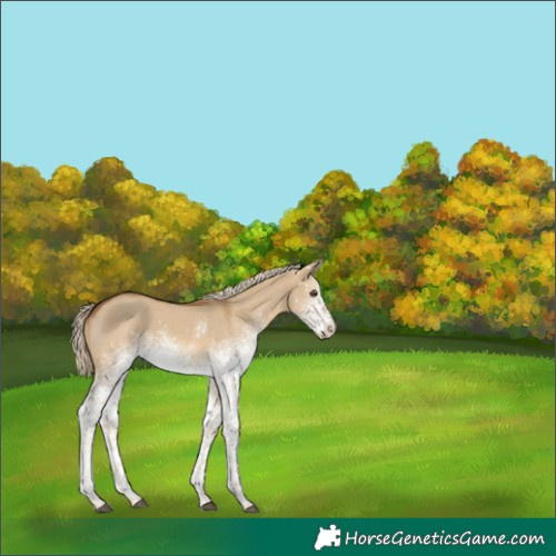 Horse Color:White Spotted Chocolate Palomino Dun Rabicano