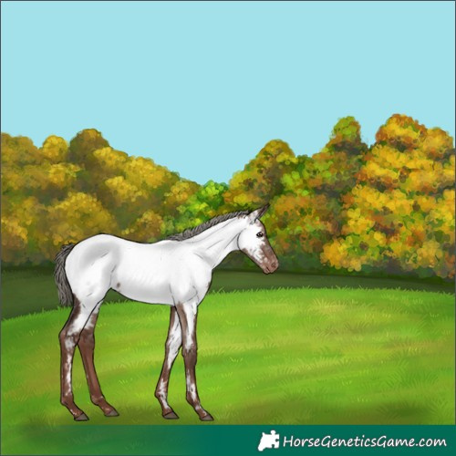 Horse Color:White Spotted Liver Red Dun Mushroom Near Fewspot