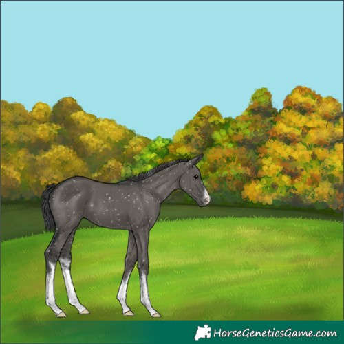 Horse Color:White Spotted Grullo Snowflake VarnishBrindle 