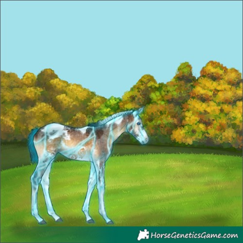 Horse Color:Gray Thunderstruck Bay Onyx Sabino Tobiano Frame Blanket