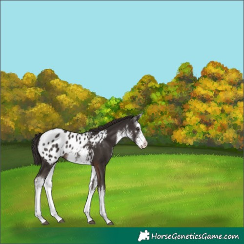 Horse Color:White Spotted Liver Chestnut Appaloosa 