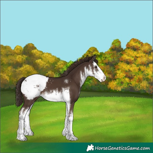 Horse Color:White Spotted Liver Chestnut Appaloosa 