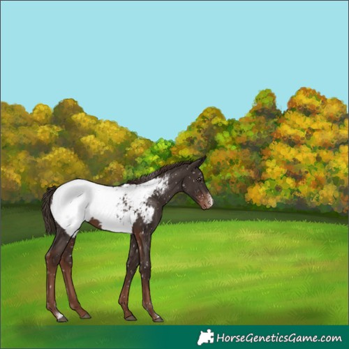 Horse Color:Liver Chestnut Sabino Snowcap