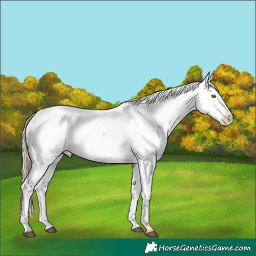 Horse Color:White Spotted Chocolate Palomino Sabino Appaloosa Rabicano