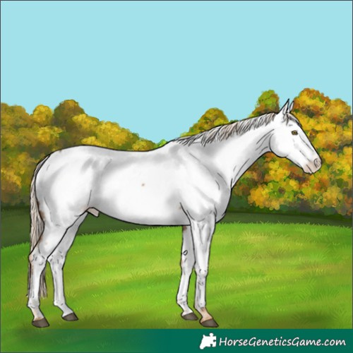 Horse Color:White Spotted Chocolate Palomino Sabino Appaloosa Rabicano 