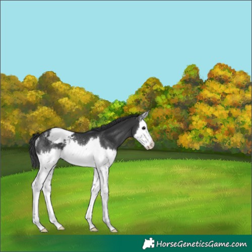 Horse Color:Black Splash Snowcap Rabicano 