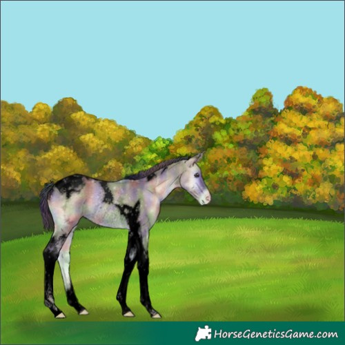 Horse Color:Void Nacre Liver Red Dun Ice Onyx Tobiano Appaloosa Rabicano