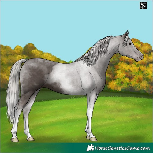 Horse Color:Silver Black Tobiano 
