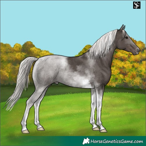 Horse Color:Silver Black Tobiano 