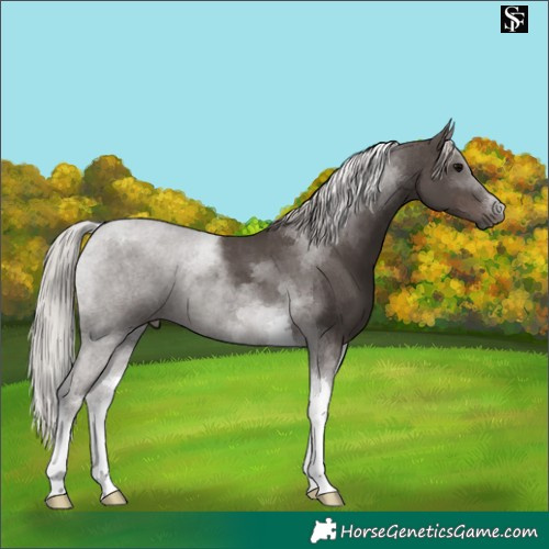 Horse Color:Silver Black Tobiano 